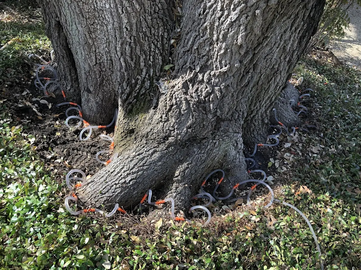 Detailed Tree Cabling and Bracing job site in Montoursville